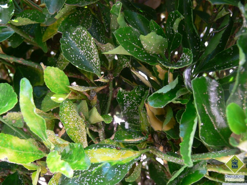 Machos de Unaspis euonymi en hojas y brotes.jpg